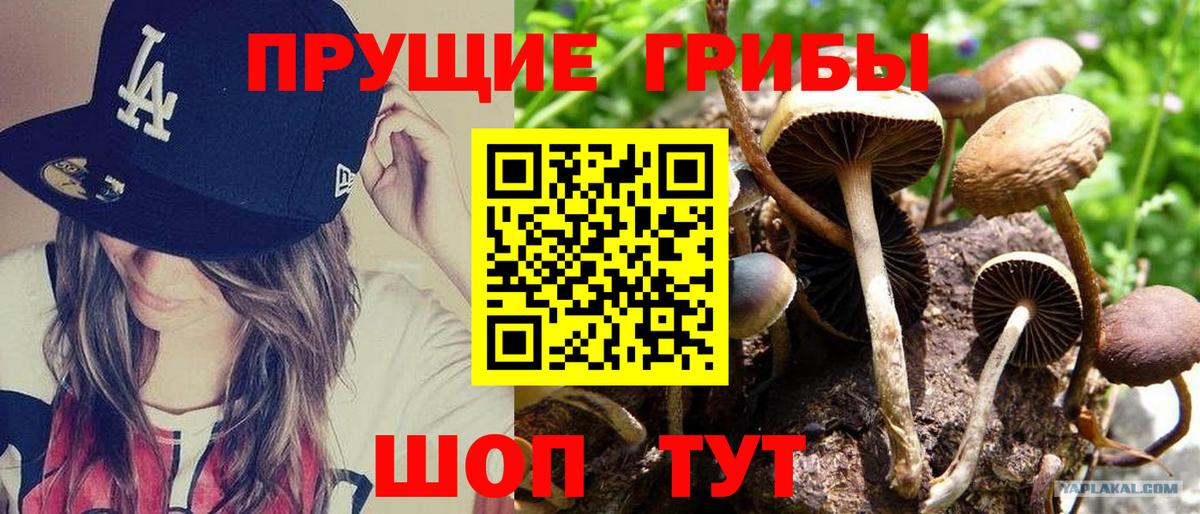 Коряжма  Псилоцибиновые грибы ЛСД  где купить   Псилоцибиновые грибы ЛСД  Вход с VPN 